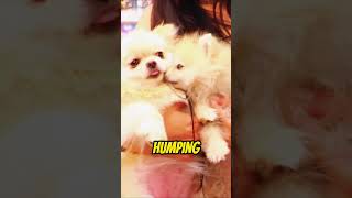 The TRUTH About SSSniperwolf’s Dogs 😱 #shorts