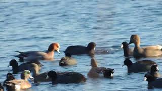 Birding at Union Bay Natural Area, Feb 4, 2024