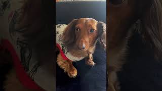 😧 #dog #shorts #kamalaharris #debate #ohio #shortvideo