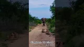 #jungleadventure  | Elephant VS Lions | | #rare | #bestshorts | #dindintraveller | #wildanimals