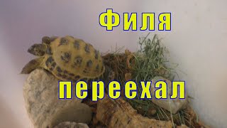 ПЛЮС СУХОПУТНОЙ ЧЕРЕПАХИ /ФИЛЯ ПЕРЕЕХАЛ