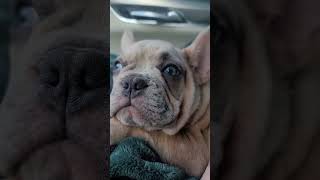 French bulldog puppy on the way home for the first time.