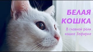 КЛИП !!! БЕЛАЯ КОШКА !!!