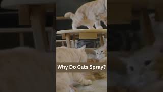 Tips for Preventing Outdoor Cat Spraying | How to Stop Cats Spraying Outside? | #shorts