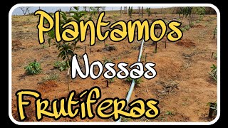 Plantando os Pés De Frutas!