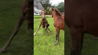 Foals Reuniting after a nap! 🥹🐎