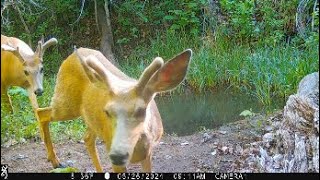 deer mule bucks 26May2024