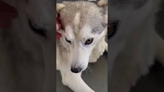 Жалуюсь маме 🥺! #хаски #dog #husky #собака