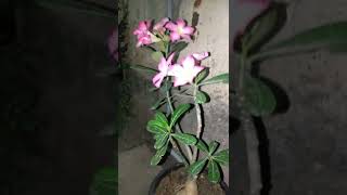 Adenium flower...... #shorts #jinoaugustin #flowerplants.....