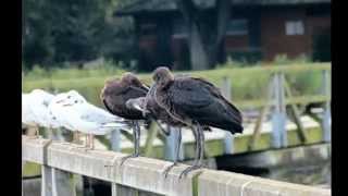 3 Braune Sichler - sehr seltene Gäste am Seeburger See