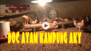 DOC AYAM KAMPUNG AKY