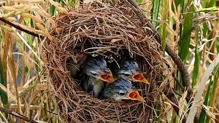 Babies Require a Lot of Food from Their Mothers