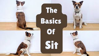 How to Teach Your Dog to Sit - Level 1