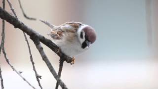 Eurasian tree sparrow - Vrabie de câmp - Passer montanus