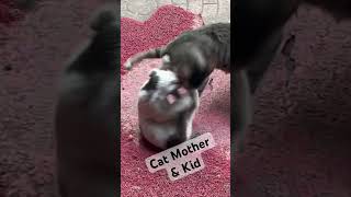 Cat Mother & Kid #cat #catmother #animal