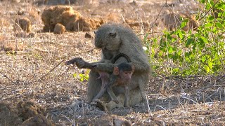 Yellow Baboon Grooming