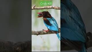 kingfisher feeding on Crab kill| #indianwildlife #indianbirds #bird #nature #feeding  #hunting