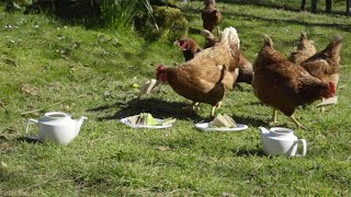 Afternoon Tea with The Chickens of Cloncorban