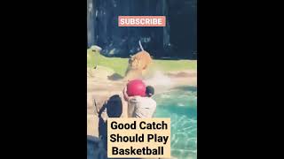 Good Catch Should Play Basketball #tiger #cuteanimals #animalsvideo #animals