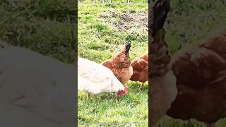 Chicken | Farm Animals #shorts #animals #chicken