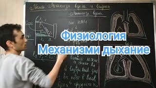 Физиология дыхание. Механизм вдоха и выдоха.