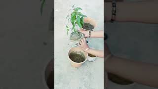 নীল টগর #shortsfeed #youtubeshorts #gardening#minivlog #simplyhomemaking