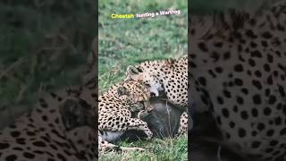 🐆Cheetah's Thunderous Attack on Warthog🐗 #youtube #cheetah #warthog #animal #ytviral #shorts