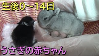 【ネザーランドドワーフ】ラピスちゃんが2匹のこうさぎを産んでくれました！【うさぎの赤ちゃん】