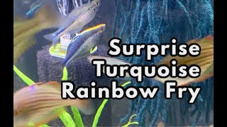 Surprise Turquoise Rainbow Fry 🌈🙀