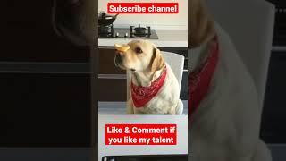 Talented dog 🐶🐕 #youtube #viral #shorts