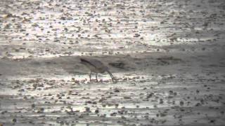 Hudsonian whimbrel at Pagham harbour 12/06/15