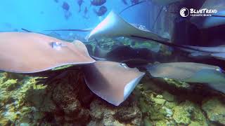 馬爾地夫刺魟大軍 StingRay in Maldives