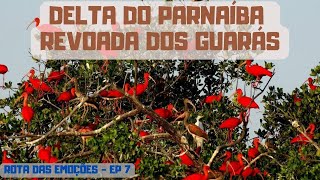 DELTA DO PARNAÍBA | REVOADA DOS GUARÁS | Encontro do RIO com o MAR | Rota das Emoções