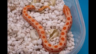 Setting up dangerously cute hognose babies