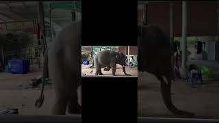 #elephantdance_#dappankuthu_#comedy_#fun_#bts_#asmr