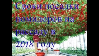 лучшие помидоры.Сроки посадки помидоров на рассаду в 2019 году