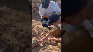 Feeding a tortoise 🐢 (turtle?) in the Arizona Desert 🌵 #arizona #nature #animals