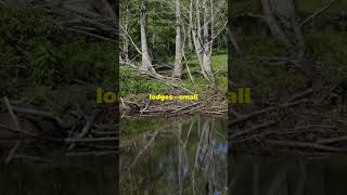 Beaver Architects - Masters of Dam Building! #shorts #animals #animalfacts #beavers