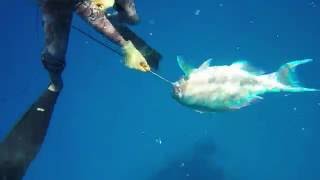 spearfishing in new caledonia 4