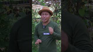 NO HOAX !!! MANFAAT DAUN SAGA  #shorts #juraganlahan #herbal #shortsvideo