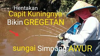 Spot Simpang AWUR!!sensasi HENTAKANnya siCapit Kuning yang bikin GREGETAN