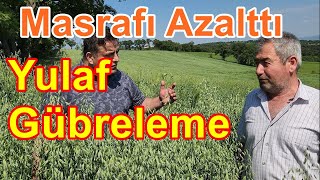 Susuz Arazide Yulaf Gübreleme - Yulaf İçin Sıvı Gübre - Yaprak Gübresi