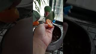 they loves to eat orange too