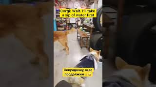 enmity enmity, and drink water ...😂/ смешные собаки, корги #shorts