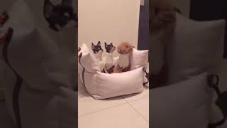 Cute Animals |Funny animals Reaction 2021#726.