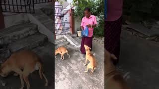 My Dad feeding all the stray animals in my home #catvideos #doglover #feedshorts #asmrsounds