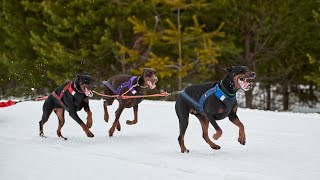 Train Your Doberman Pinscher for Lure Coursing: Chasing the Bait