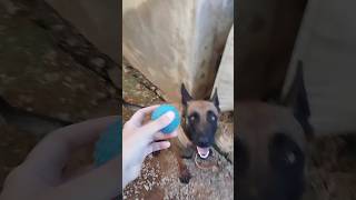 PASTOR BELGA MALINOIS BUSCANDO BOLINHA🤩🔥