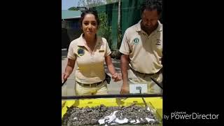 Boa constricta gave birth at the Emperor Valley Zoo