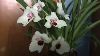 Miltoniopsis Mike